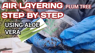 PLUM TREE PROPAGATION BY AIR LAYERING USING ALOE VERA  HOW TO MARCOT OR AIR LAYER A PLUM TREE [upl. by Eivla]