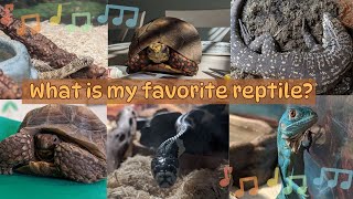 What is my favorite reptile A reptile sing along song [upl. by Spiegelman741]