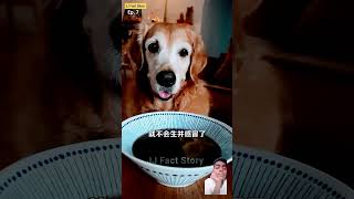 Togo ne banayi adrak wali chai vlog dog woodcrafting pets dogslife ytshort trending shorts [upl. by Ralf]