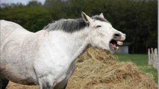 Horse Neighing Sound Effect [upl. by Zwiebel84]