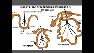 Digestive System Development I Foregut Midgut Hindgut Derivatives [upl. by Myrah]