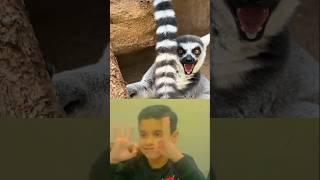 The voice of Lemur lemur animals shorts reaction [upl. by Airlie7]