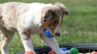 Socializing Puppies to Surfaces and Sounds  clicker dog training [upl. by Ashjian]