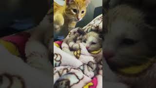 cat funny foryou funnycat cats pets catlover funnycats [upl. by Shig]