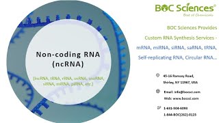 What is Noncoding RNA ncRNA  lncRNA tRNA rRNA snRNA snoRNA siRNA miRNA piRNA [upl. by Rubinstein]