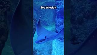 Zoo Wrocław  Oceanarium [upl. by Wanonah]