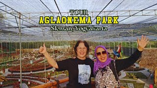 Aglaonema Park Destinasi Wisata Baru di Yogyakarta  Arkana Plants [upl. by Lled]