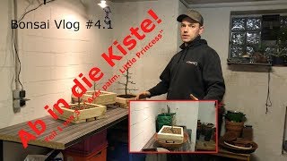 Ab in die Kiste Teil 1 von 3  Ahorn Acer palmatum quotLittle Princessquot  Bonsai VLog  41 [upl. by Nwahc]