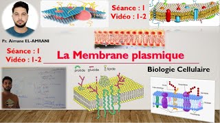 Vidéo 12  Structure et composition de la MP  les Protéines et les Glucides membranaires [upl. by Nwahsem583]