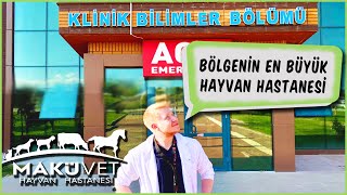 SOKAK HAYVANLARI SAHİPSİZ DEĞİL  Makü Veteriner Fakültesi [upl. by Carole]