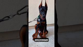 Doberman puppy for sale Royalpatviralvideocutegorakhpurshortsfeedtrendingpetsdeoriaupk9 [upl. by Lebasiairam]