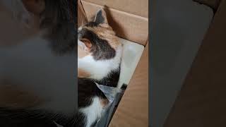 Pippin the Kitten will jump into any box she can find cat cute funny funnycats hobbyfarm [upl. by Faustus620]