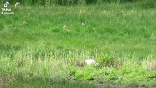 lepelaar spoonbill [upl. by Airotal691]