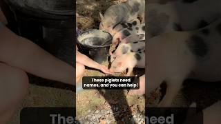 The piglet naming contest is underway 🐷 See comments on how to enter pigs [upl. by Beckerman]