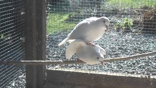 accouplement tourterelles rieuses blanches [upl. by Elaval873]