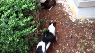 Pitbull chasing a cat [upl. by Naus]