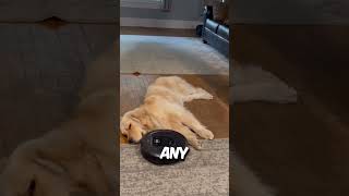 DOG VS VACUUM 🤯 [upl. by Arrac]