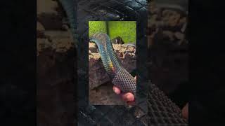 The Black Python Shedding snake shedding python satisfying asmrsounds rare shorts [upl. by Nancey]