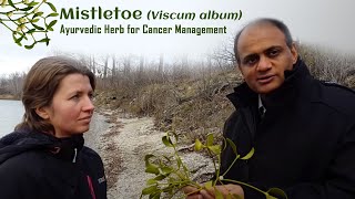 Mistletoe Viscum album Medicinal Properties amp Health Benefits by World Famous Ayurveda Expert [upl. by Chaddy11]