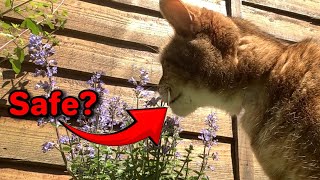 Can Cats Eat Catmint [upl. by Donni]