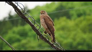 サシバ greyfaced buzzard Butastur indicus [upl. by Quentin]