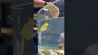 Feeding a Cowfish in New Caledonia shorts feed cowfish aquarium noumea [upl. by Wesley]