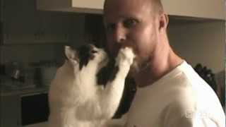 Katten  De 25 meest hilarische home videos [upl. by Masao]