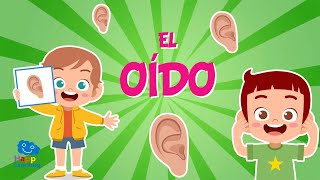 EL OIDO 👂👂LOS 5 SENTIDOS  Vídeos educativos para niños [upl. by Ettenej99]