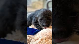 Binturong Kit binturong facts mammals [upl. by Noitsirhc298]