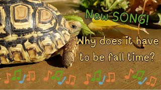 Why does it have to be fall time A fall tortoise song [upl. by Luy]