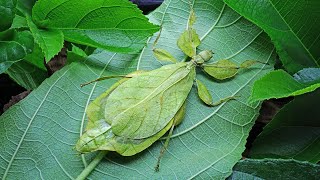 Living Leaf  Insect leaf  Explained Natures Ingenious Disguises [upl. by Suired803]