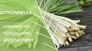 Comment utiliser la citronnelle   Phytothérapie [upl. by Kcirtemed]