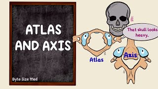 Atlas and Axis  The Vertebral Column  Osteology  Anatomy Doodles [upl. by Maril]