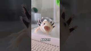 Axolotl Neotenic Native axolotl animals wildlife nature shorts [upl. by Preston]