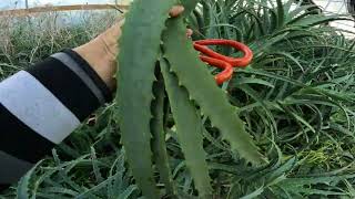 Aloe arborescens  fresh harvesting aloe leaves for orders [upl. by Ettenel]