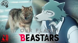 BEASTARS x Our Planet The Gray Wolf  Anime Meets LiveAction  Netflix Anime [upl. by Dombrowski986]