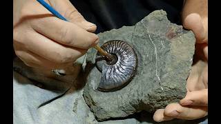 Fossil Preparation Ammonite Graphoceras [upl. by Naletak]