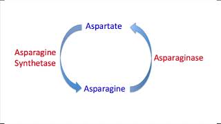 Asparaginase Mechanism Question and Explanation [upl. by Sorazal]