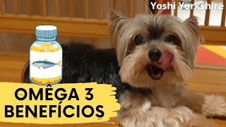 Omega 3 para cachorro benefícios shorts [upl. by Hazmah]