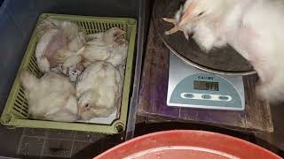 Profitable Poultry Farming without the need to buy feed Video 44 BSF Farming in Nigeria Ibadan [upl. by Kraska240]