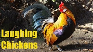 Laughing chickens compilation best bits only [upl. by Eisenstark73]