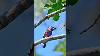 Wildlife birdsBandedbroadbill Eurylaimus javanicus birds [upl. by Alithea]