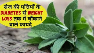 सेज की पत्तियां के अद्भुत फायदे Diabetes से Weight Loss तक Sage leaves Benefits  Jeevan Kosh [upl. by Ellenehs]