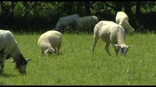 Schaapscheerdersfeest in de Hollandse Biesbosch [upl. by Ahseya]