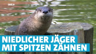 Niedlicher Jäger Der Fischotter  das Wildtier des Jahres 2021 [upl. by Zicarelli54]