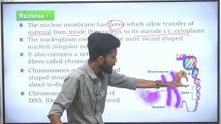 class 9 science  ch 5  cell  nucleus [upl. by Lennard]