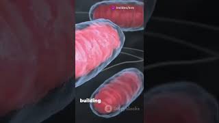 Catabolism and anabolism systembiology enzymes proteins carbohydrates DNA rnait [upl. by Restivo]