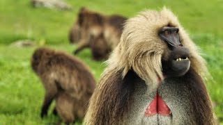 Ethiopian MONKEYS the gelada baboons [upl. by Eizzik]