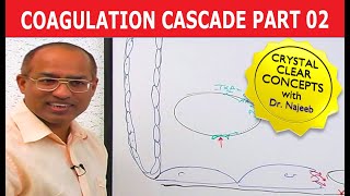 Coagulation Cascade  Part 212 [upl. by Mccurdy]