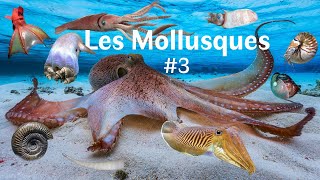 Les Mollusques Partie 33 [upl. by Farrar964]